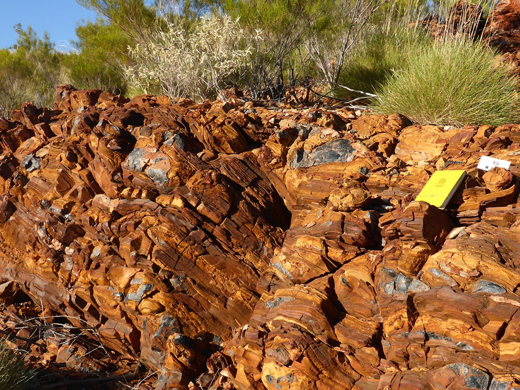 Nodules of microfossilierous black chert are scattered throughout a rock outcrop