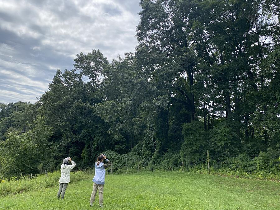 Two people looking at a forest