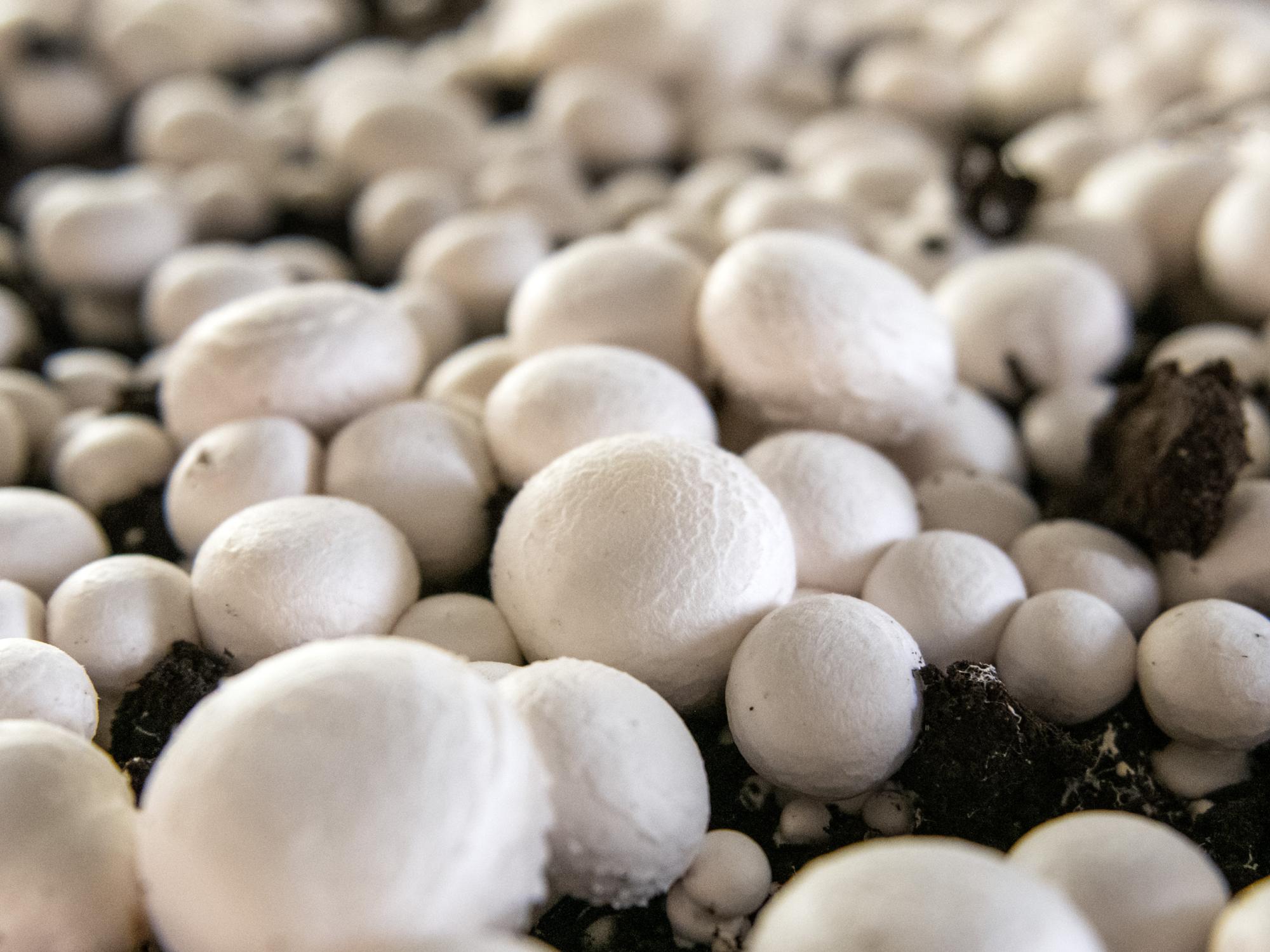 White Button Mushrooms