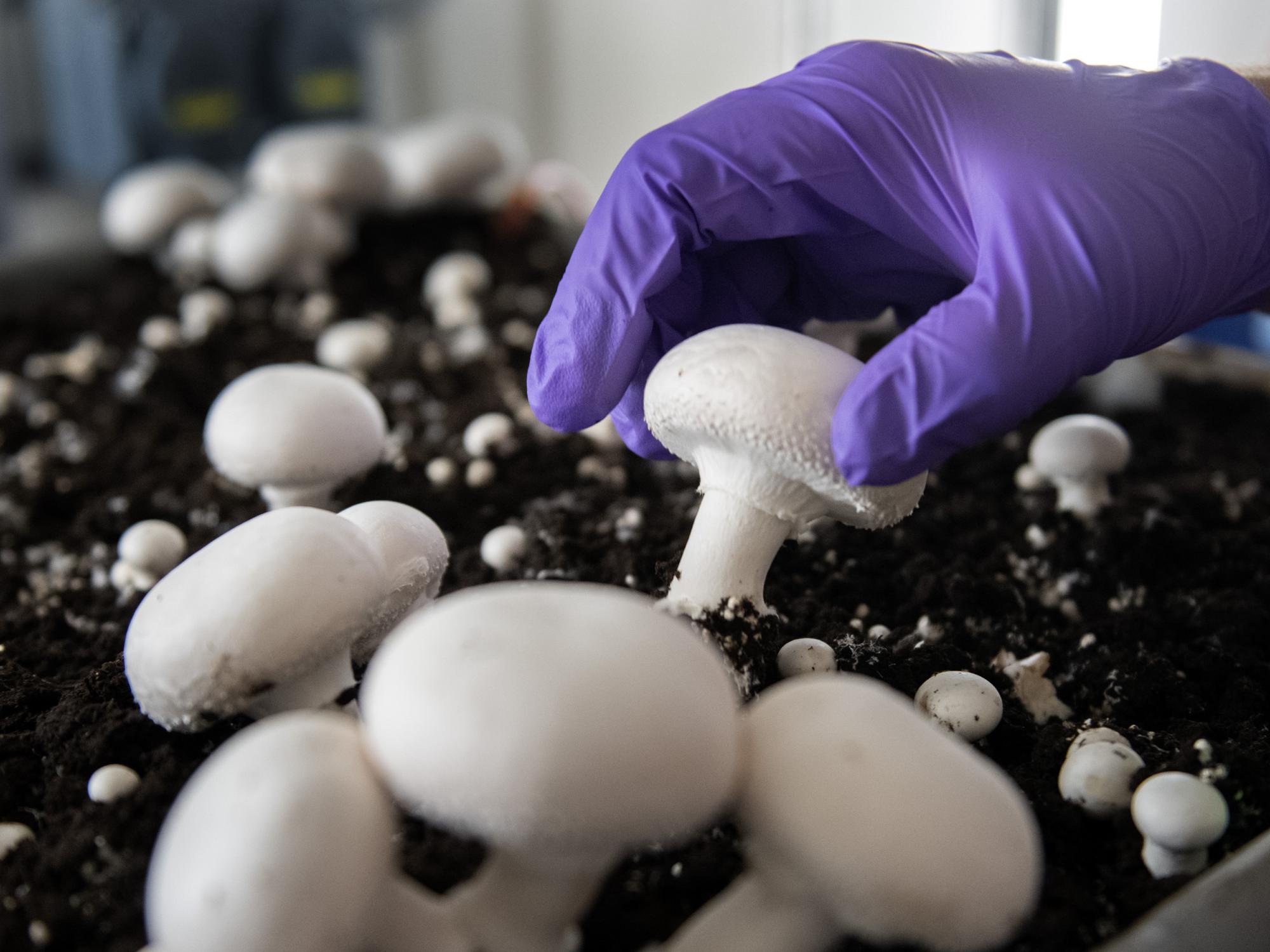 Picking mushrooms