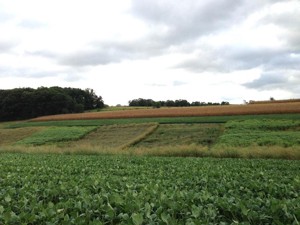 research plots on hill