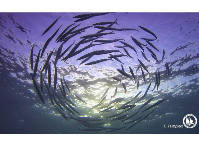 a group of dolphins 