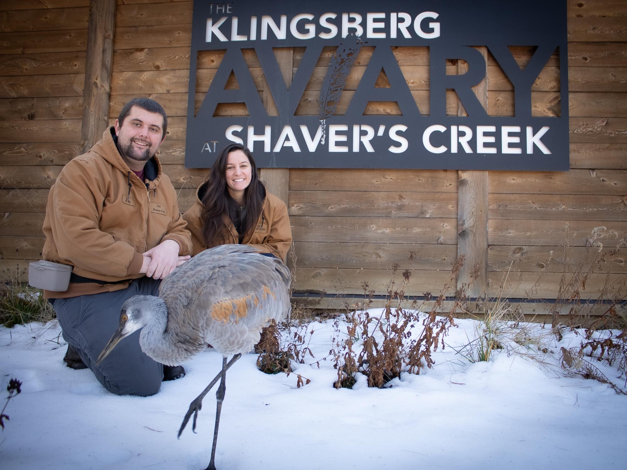 Sandhill crane in snow with two keepers in front of aviary sign