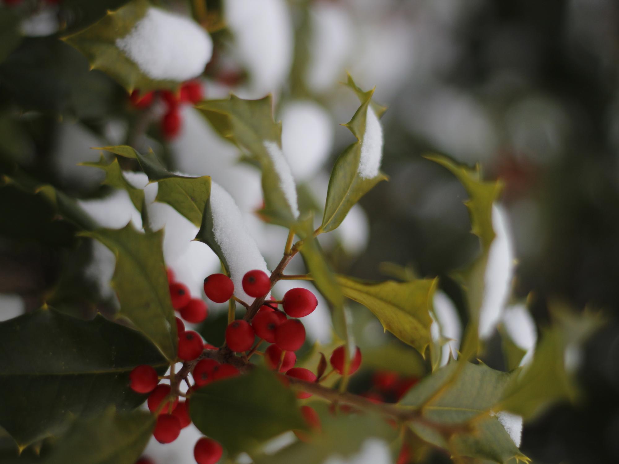 A close up picture of a snow covered plant with red berries