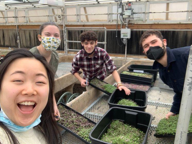 Four students pose for the camera while harvesting microgreens