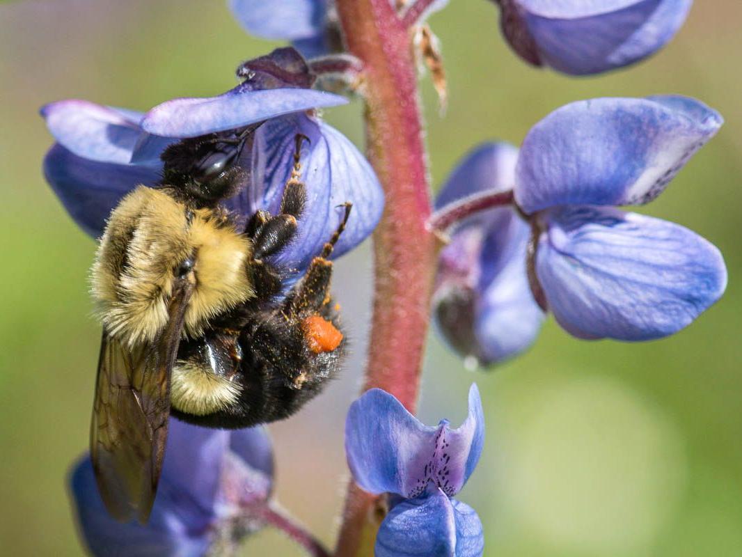 A bumble bee collects pollen from wild lupine flowers