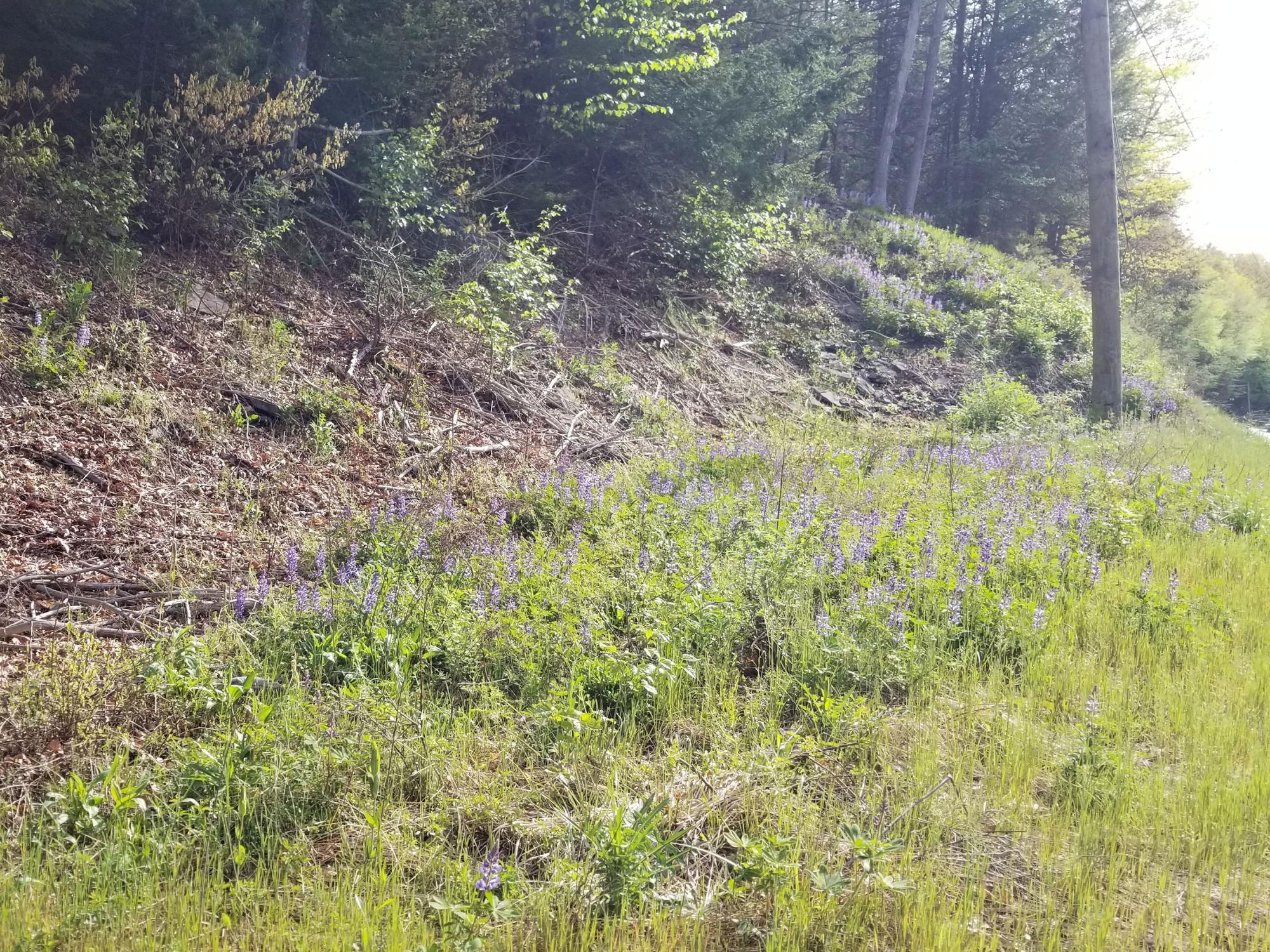 Wild lupine grows along a forest edge in a road and utility right-of-way