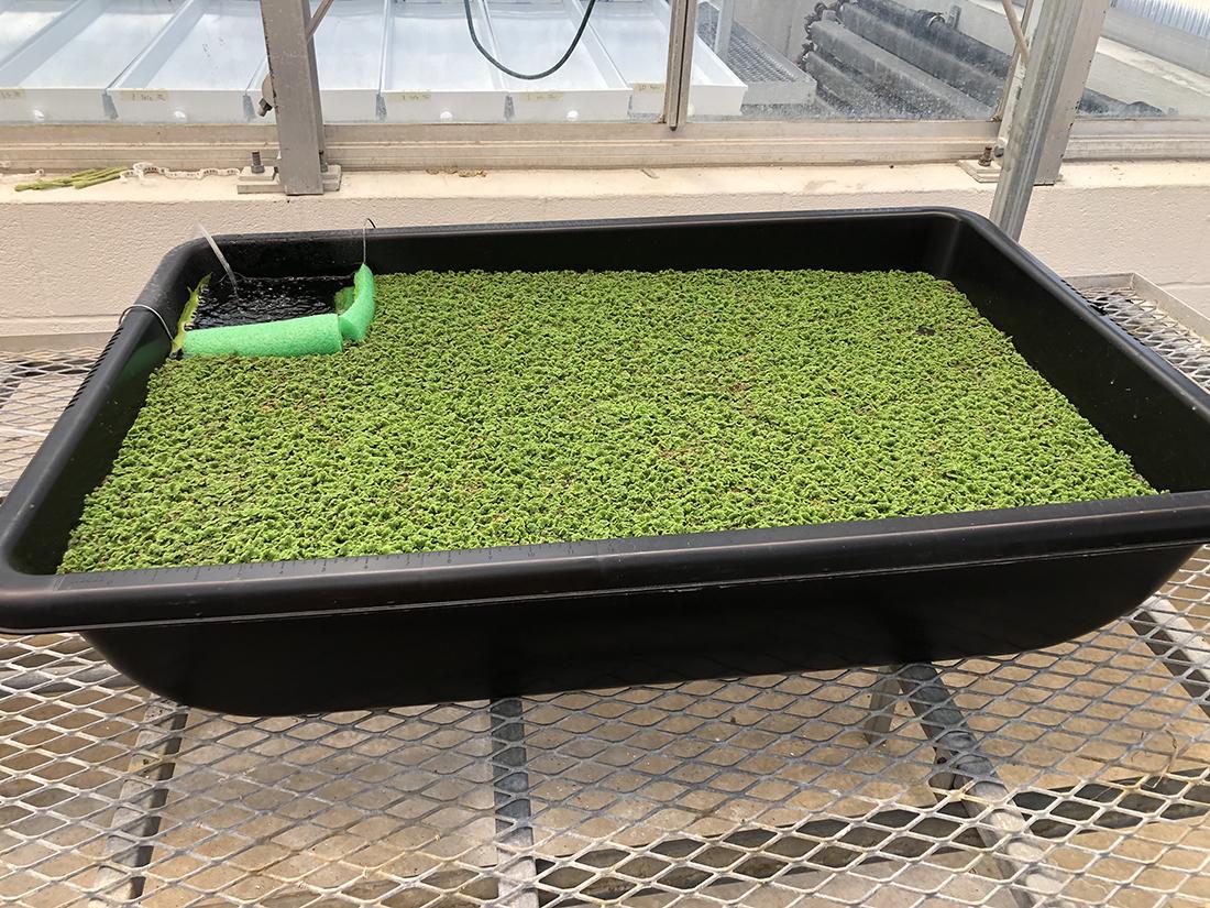 growing in a greenhouse