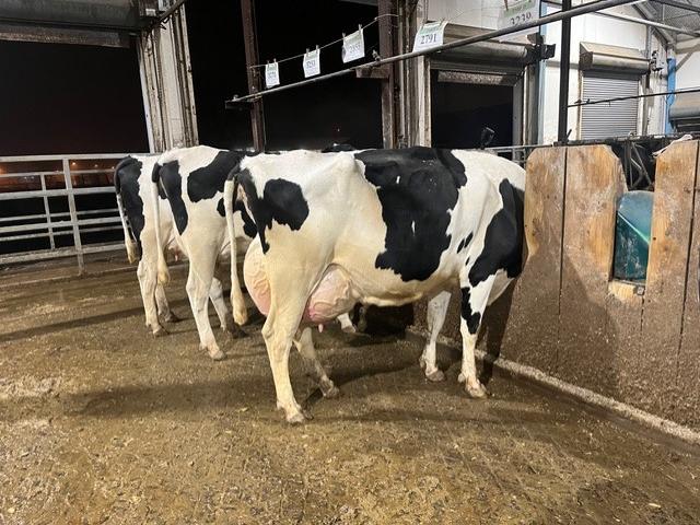 feeding cows in study