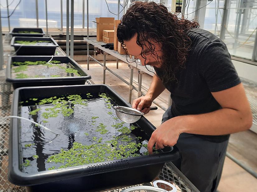 Winstead with water fern