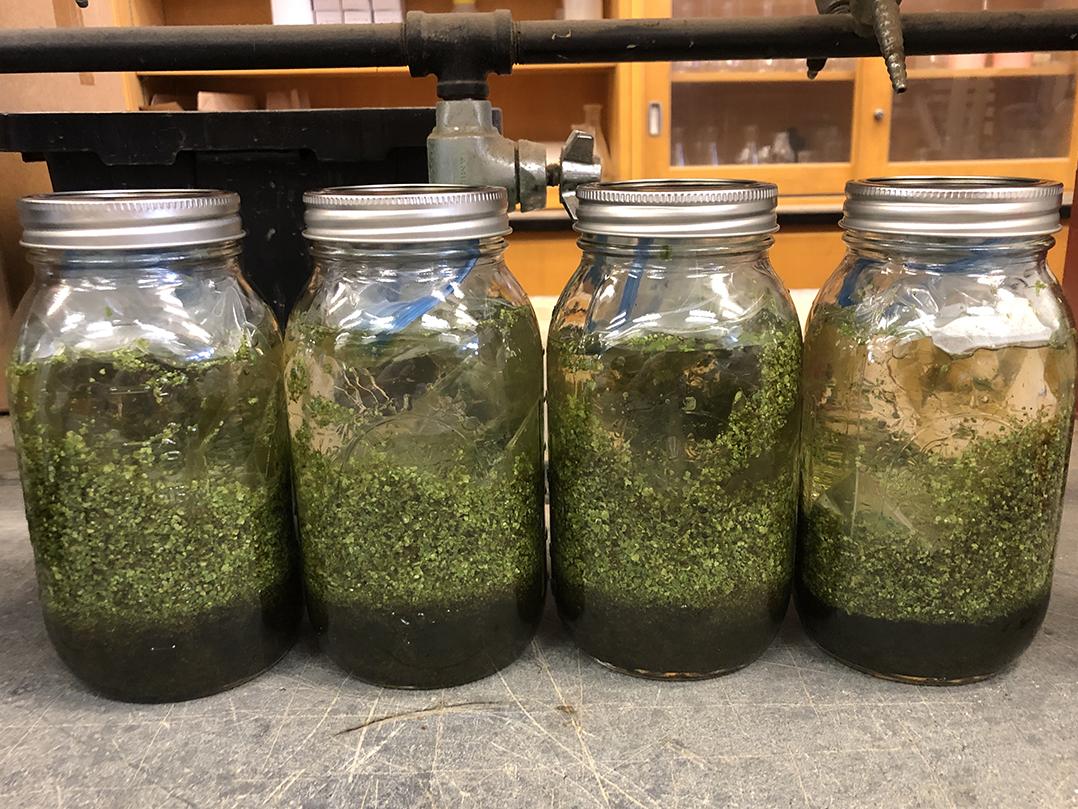 pickled water fern