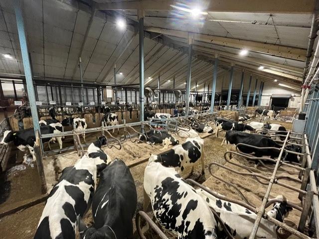 Holstein cows