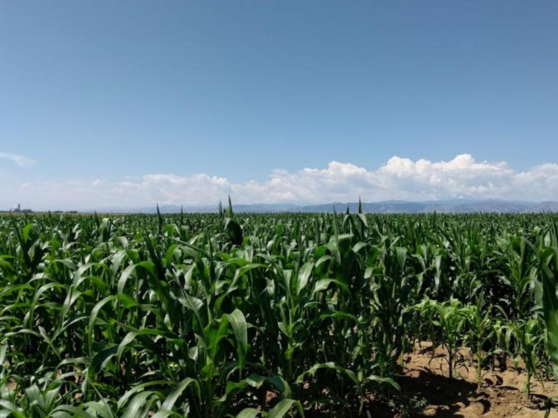 corn fields
