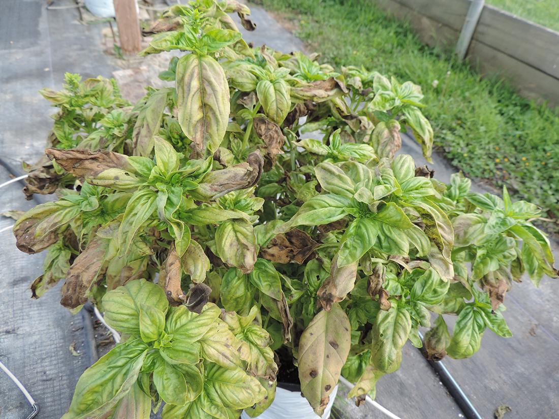 Type of plastic film on high tunnels can filter sunlight, influence plant  growth | Penn State University