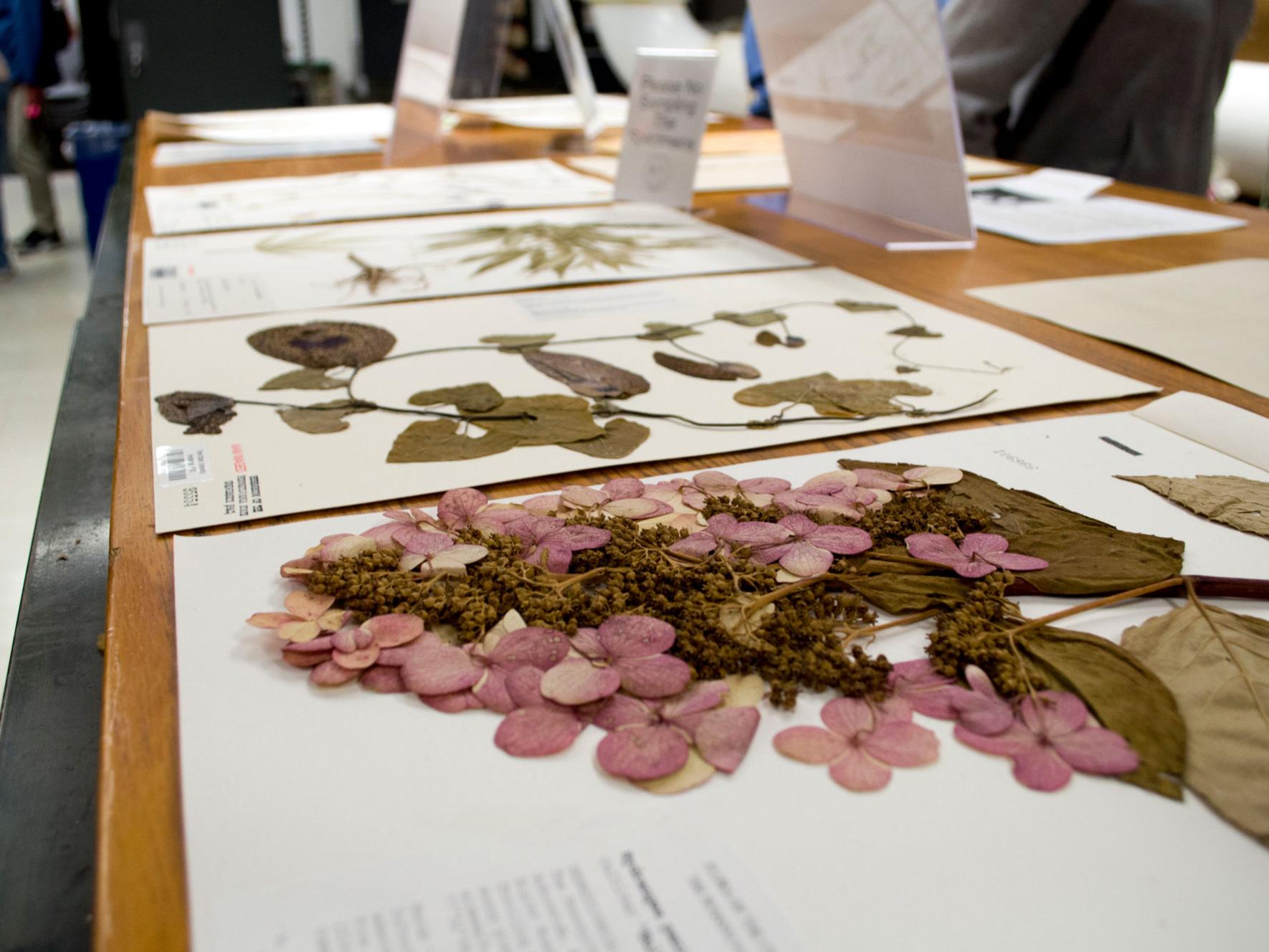 Pressed and dried flowers, glued down to archival paper, spread across a table.