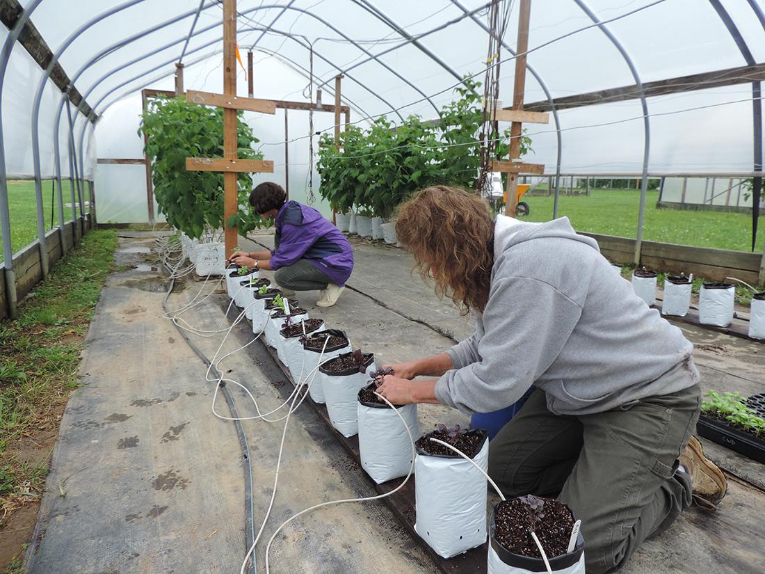 Type of plastic film on high tunnels can filter sunlight, influence plant  growth | Penn State University