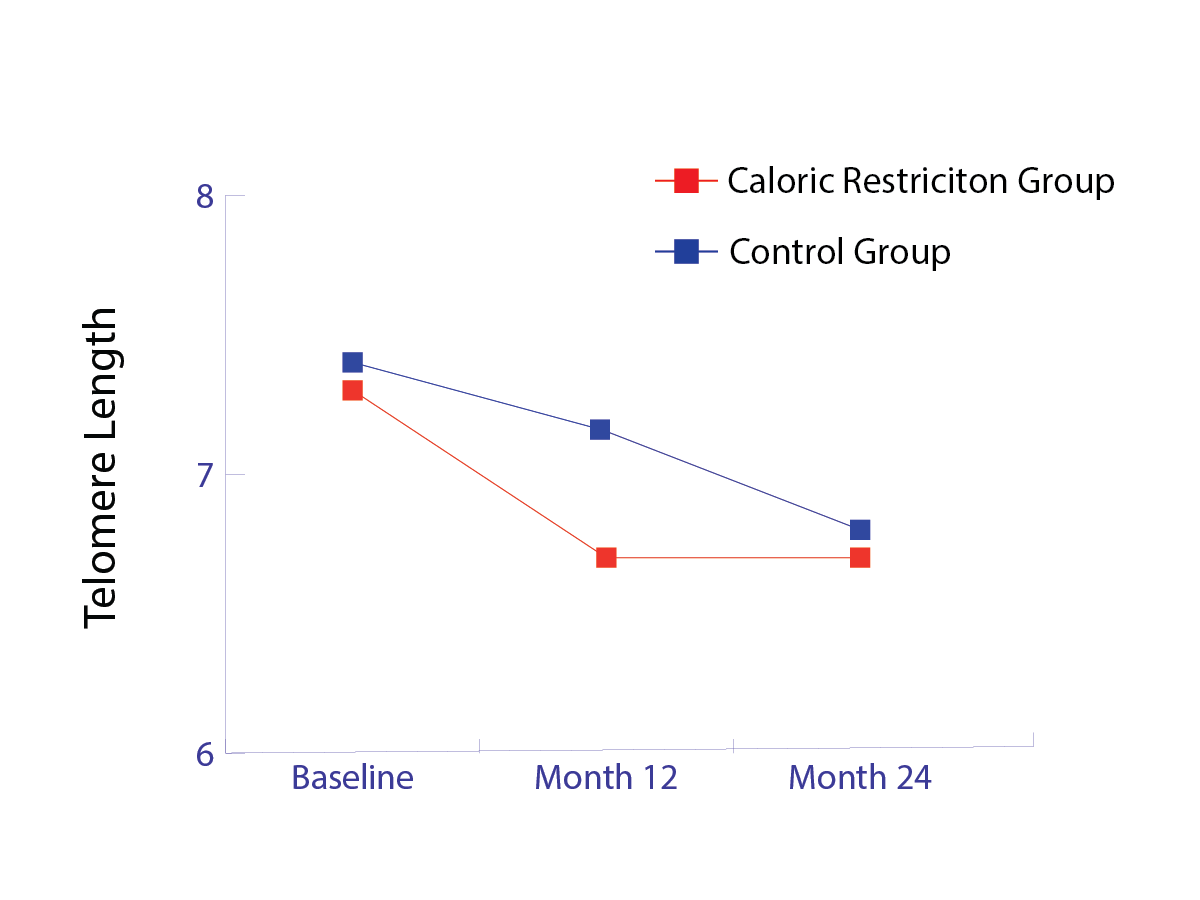 graph of telomere length of participants in the CALERIE study, x-axis = time, y-axis = length of telomeres