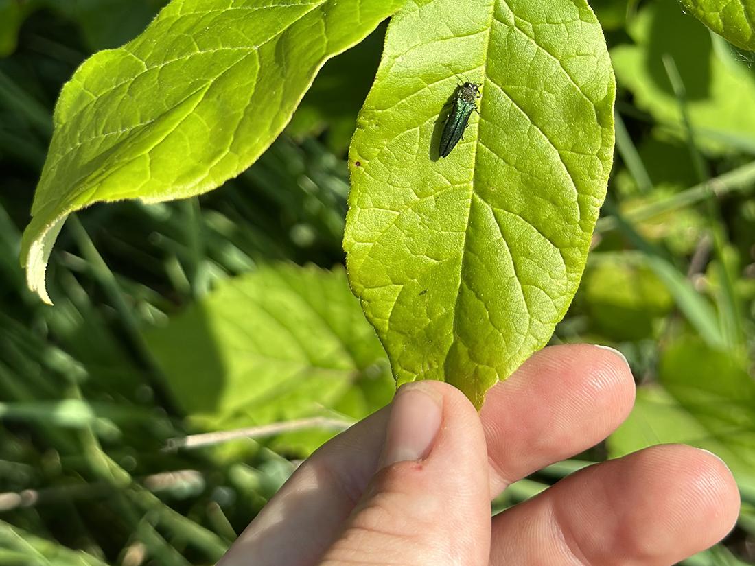 emerald green beetle