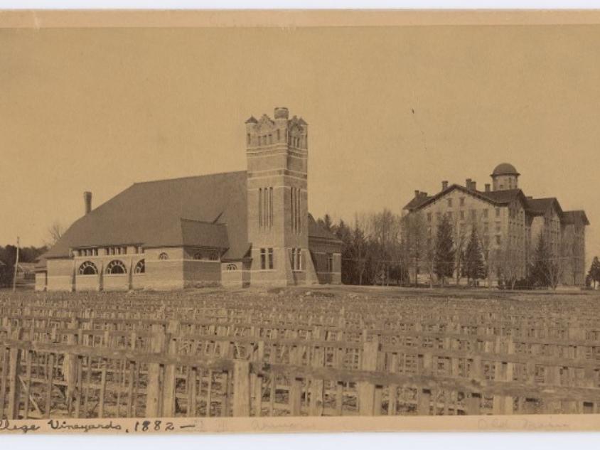 Rows of grapevines in front of two buildings on a college campus