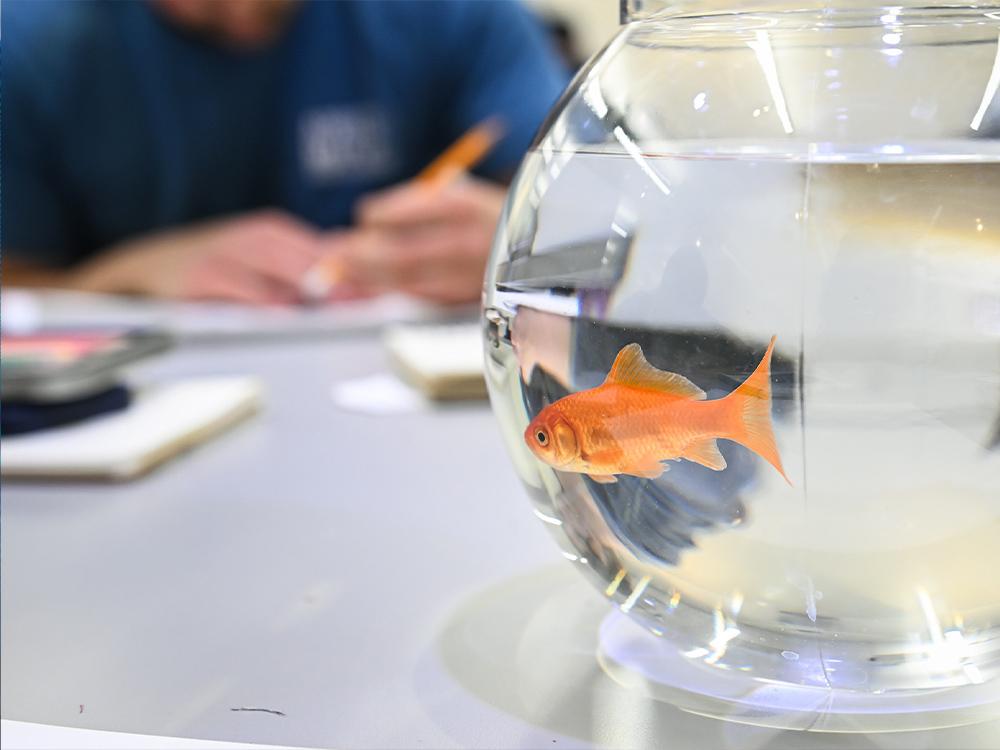 fish bowl with fish on desk next to student sketching