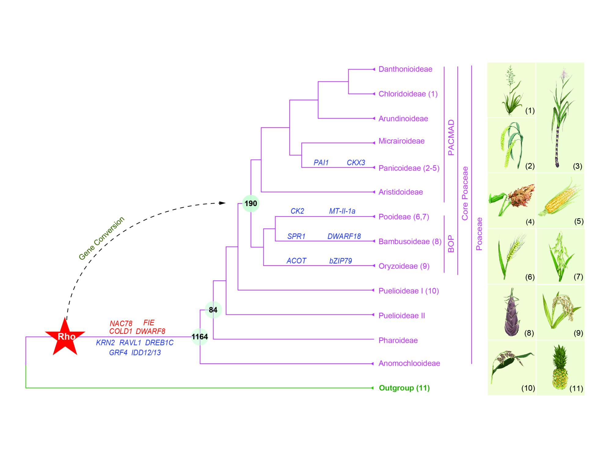 Family tree of grasses with number of duplicated genes and images of representative grasses.
