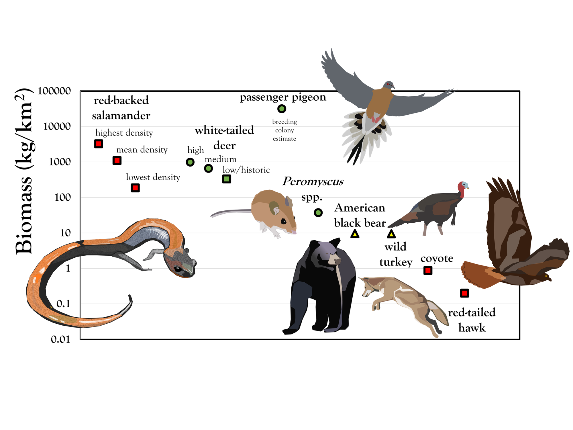 An illustration showing the relative biomass of forest species