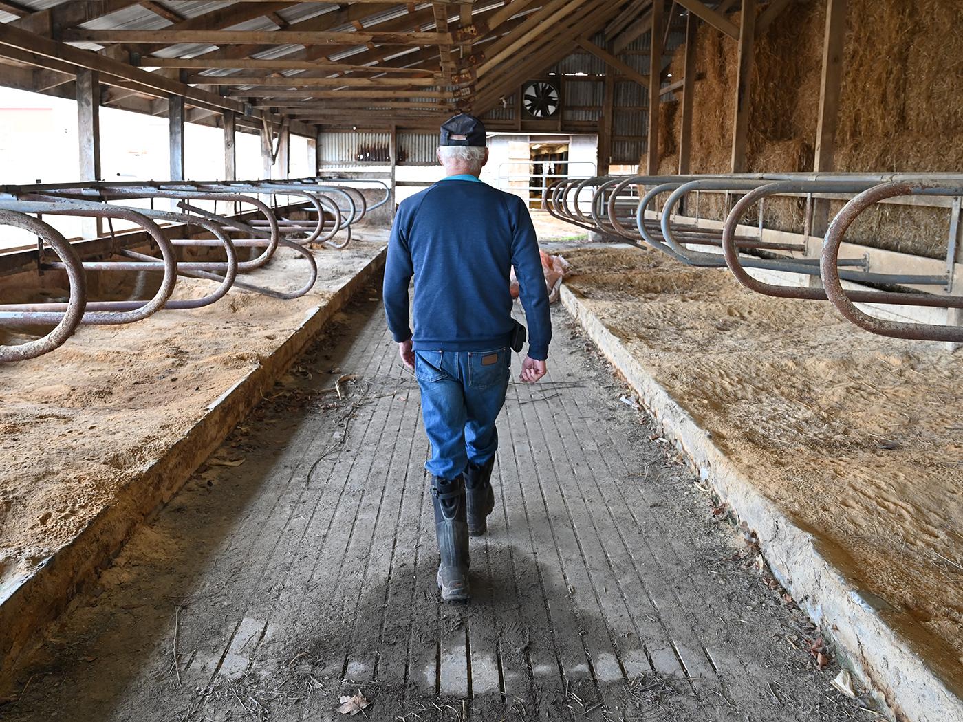 Man in sweatshirt and jeans walking away between some stalls in a barn