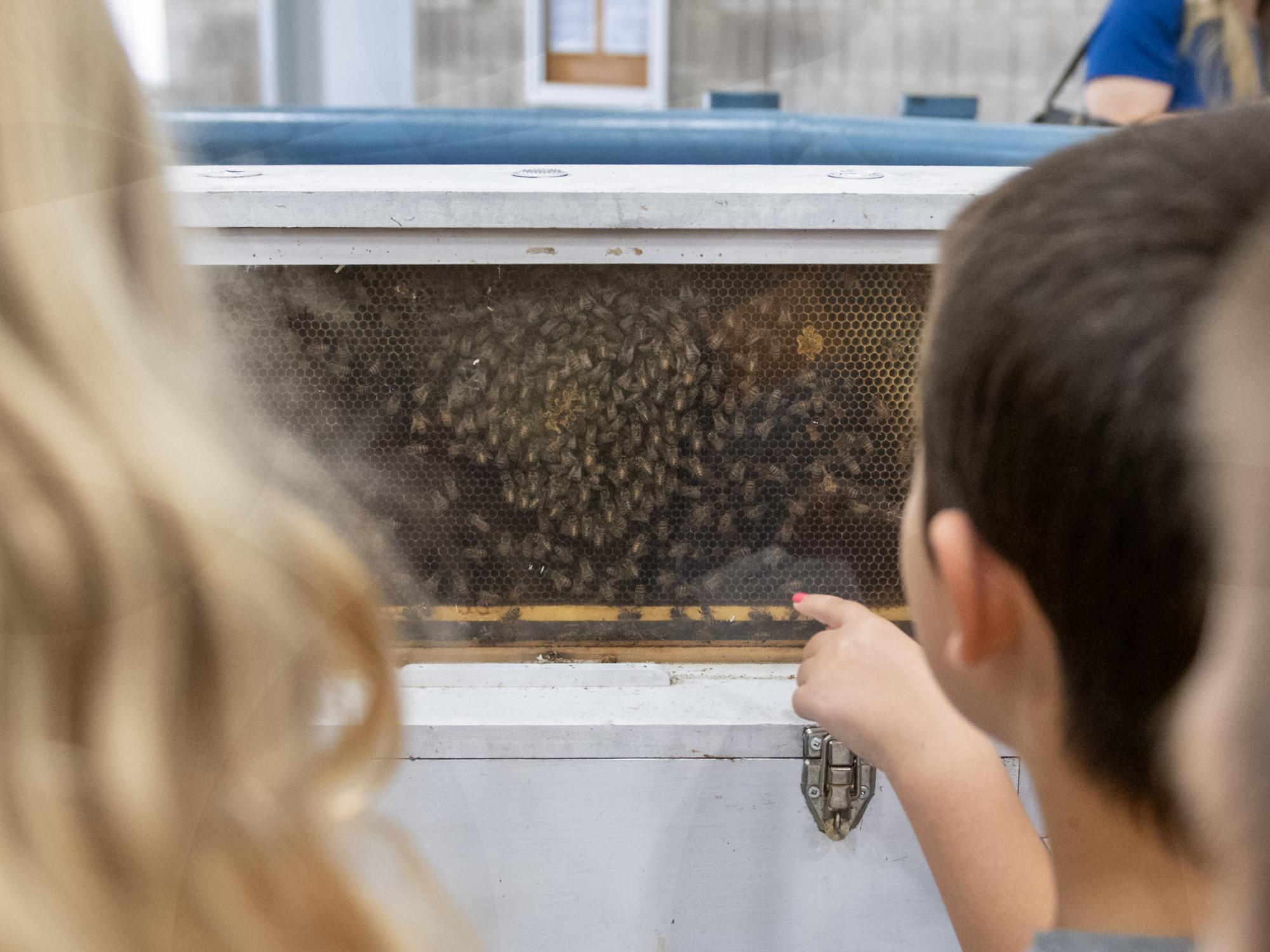 bee boxes at Great Insect Fair