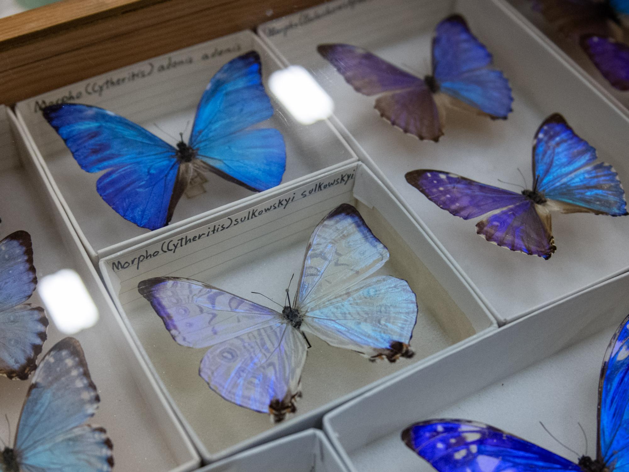 blue butterflies display