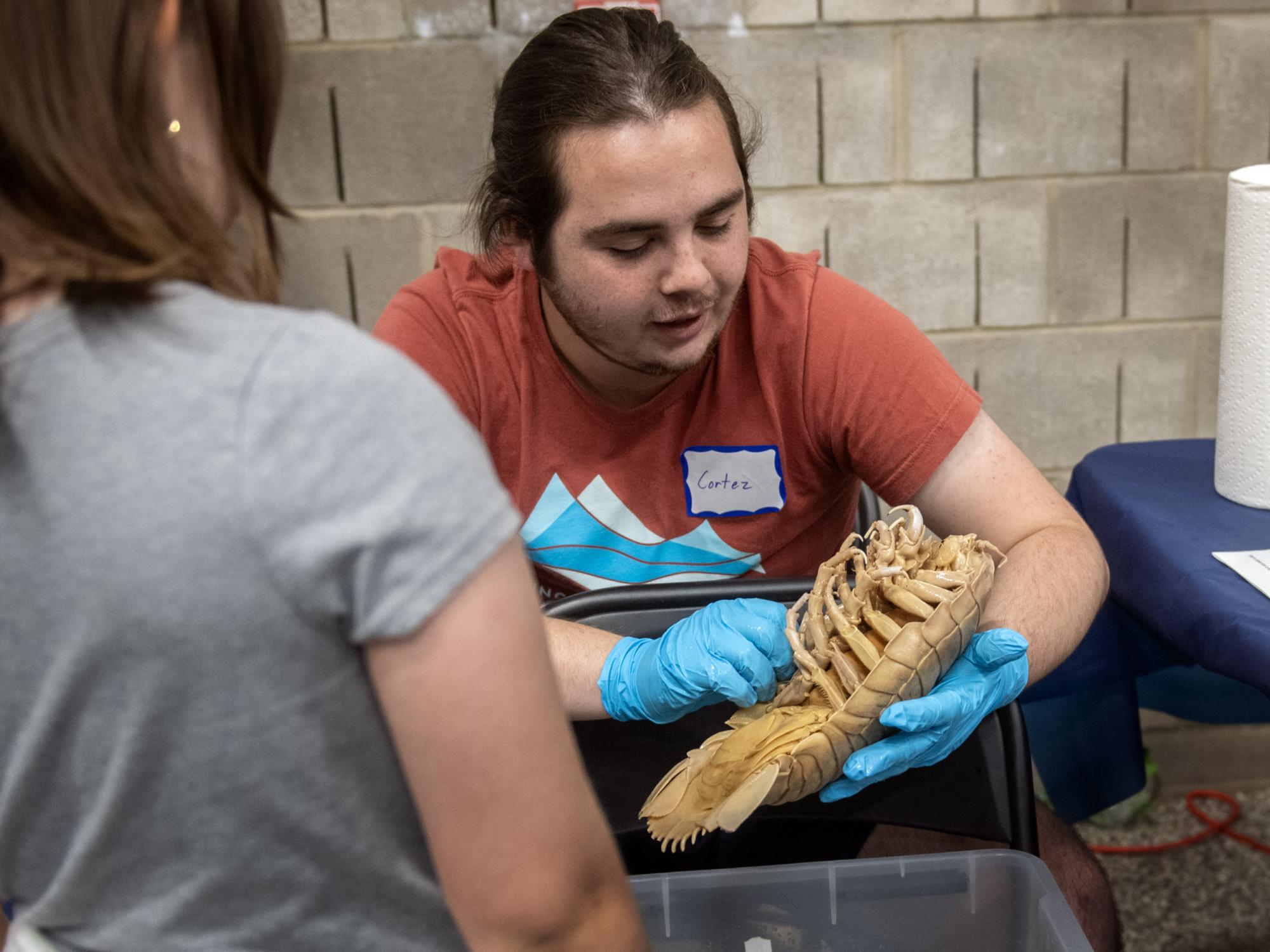 isopod on display at Insect Fair