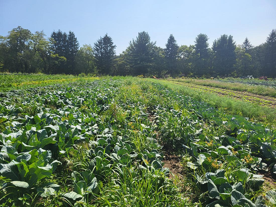 A vegetable field infested with weeds.