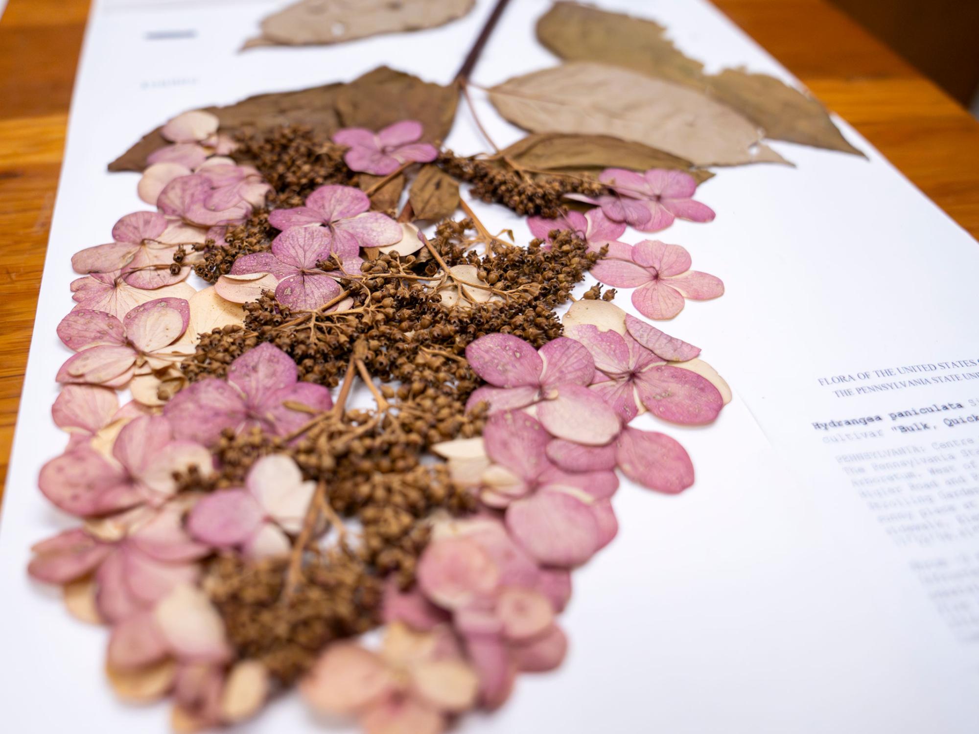 mounted plant specimen at the herbarium