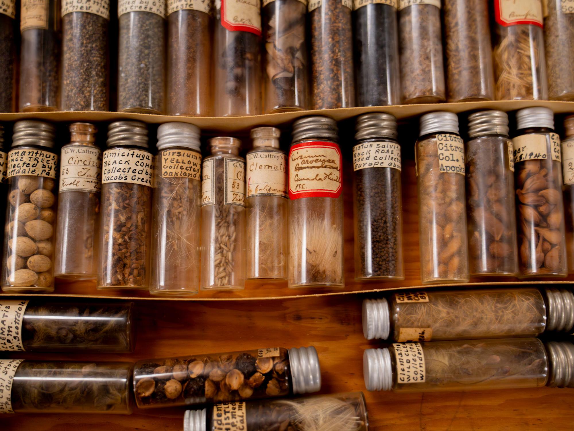 shelf full of vials holding seeds