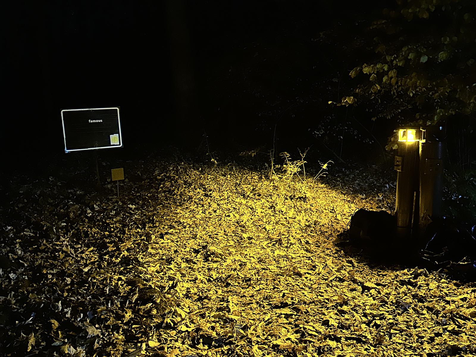 Light in the woods