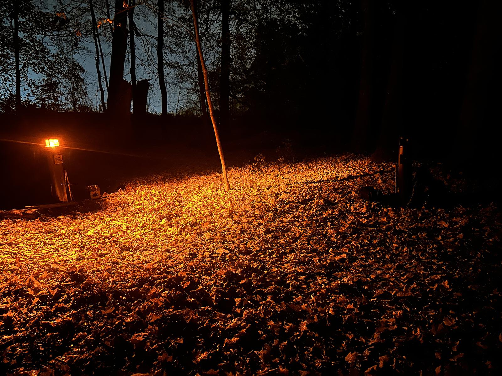 Light in the woods
