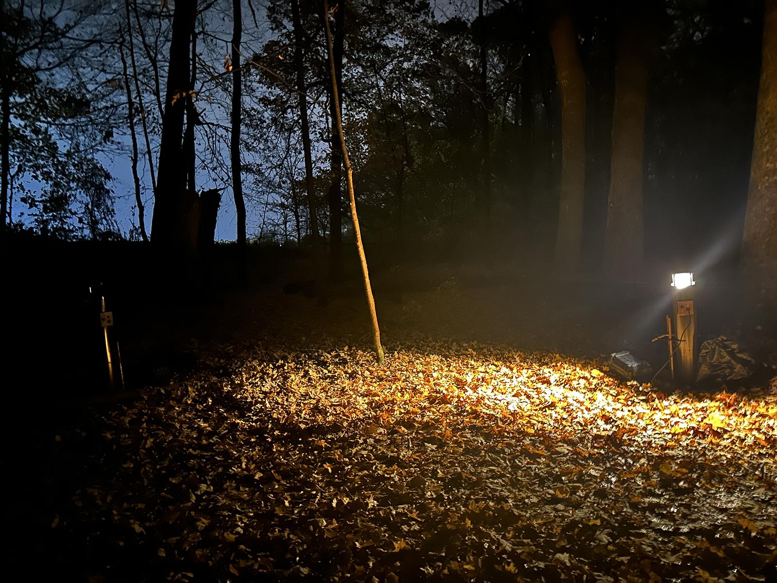 Light in the woods