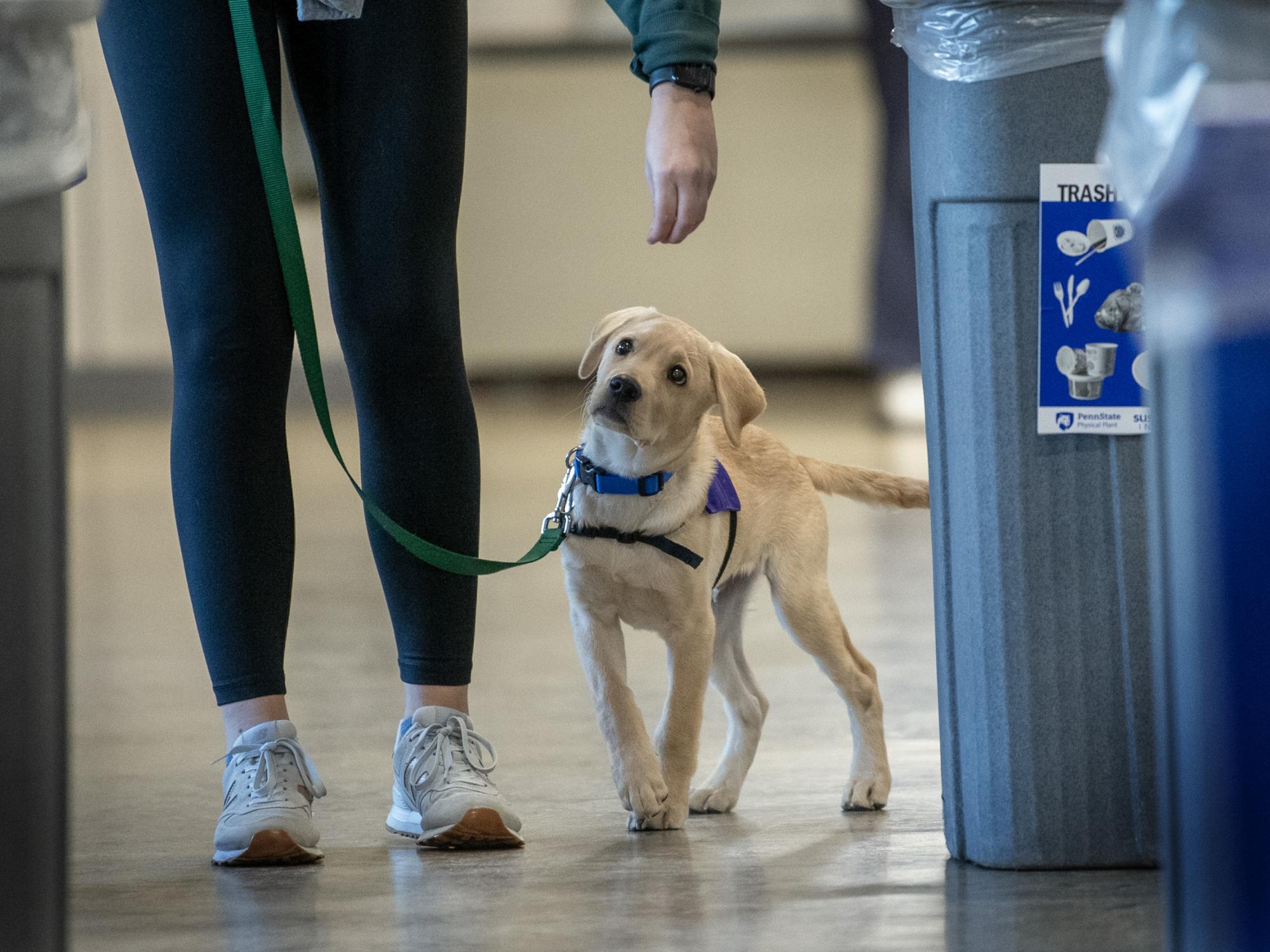 Service puppy training