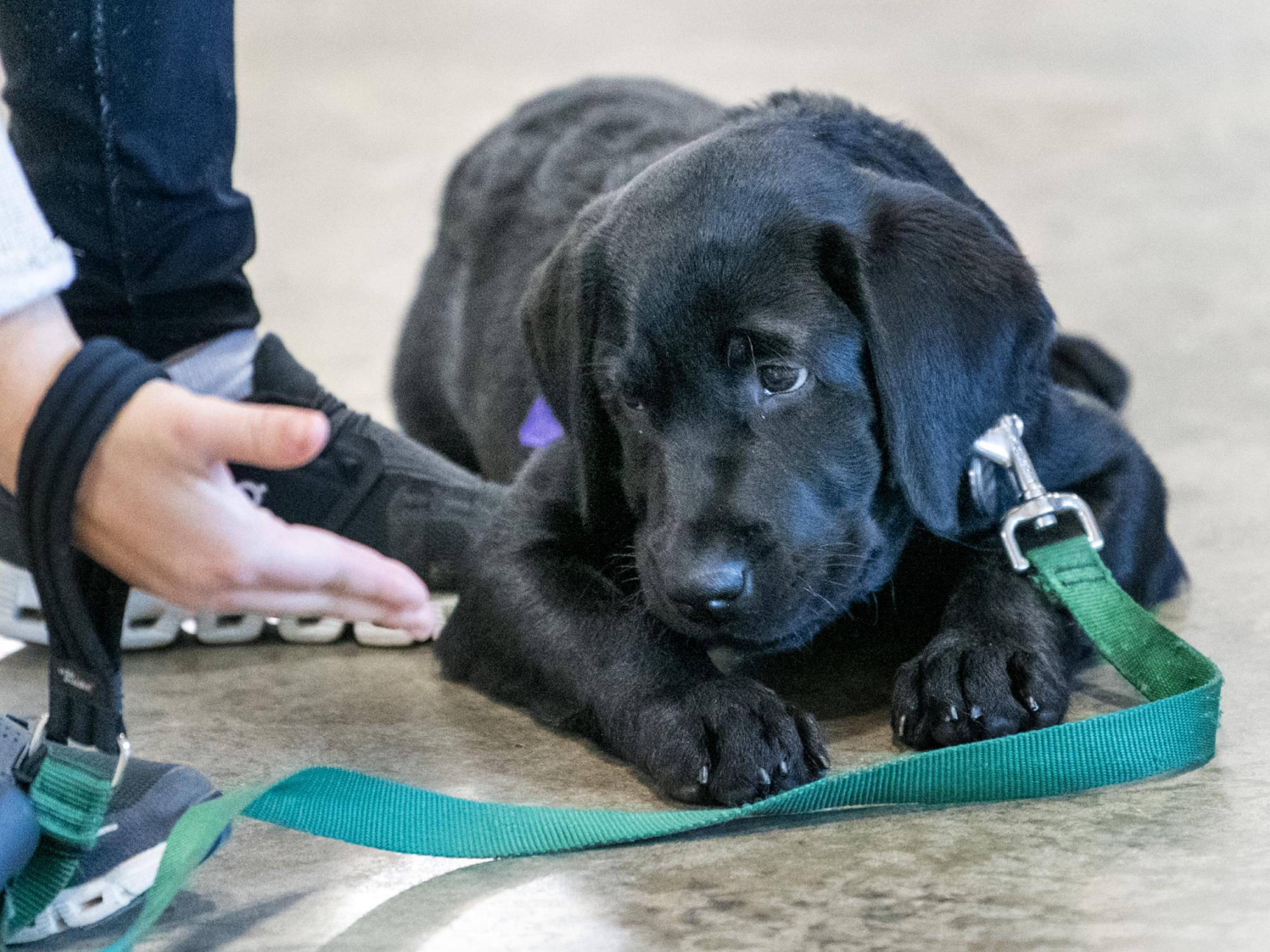 service puppy Cap