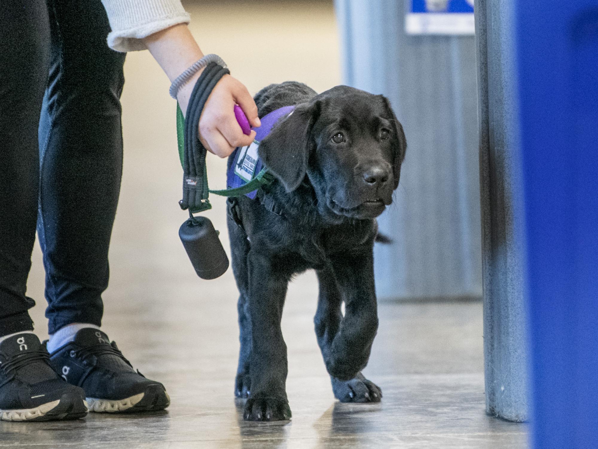 using clicker to train puppy
