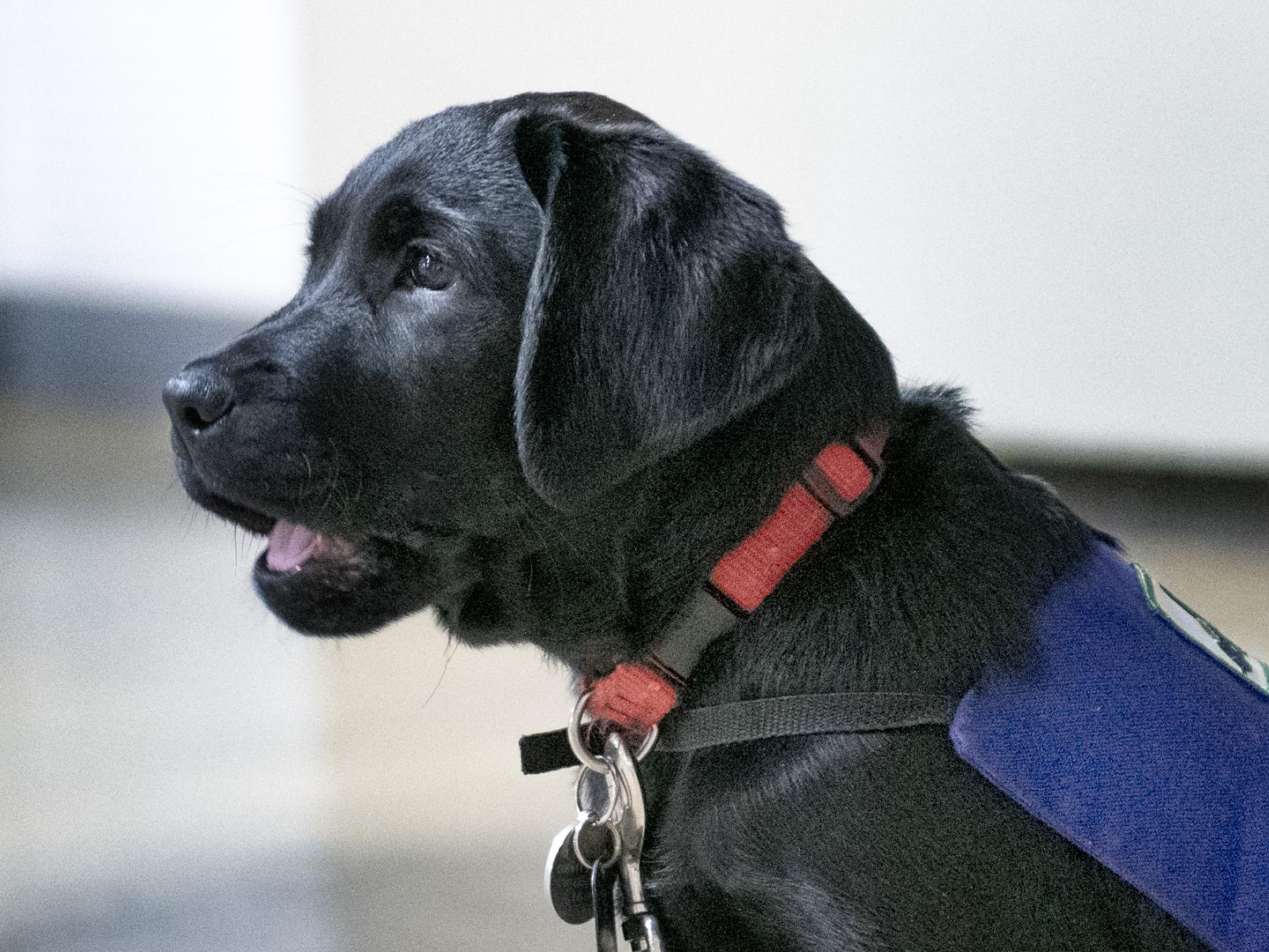 service puppy Mustang'