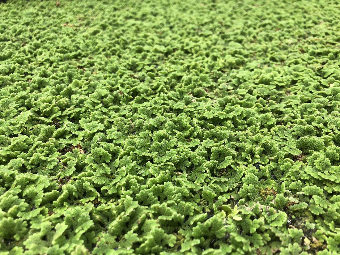 floating water fern
