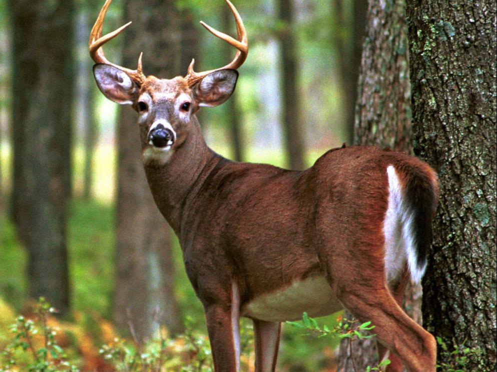 deer in woods