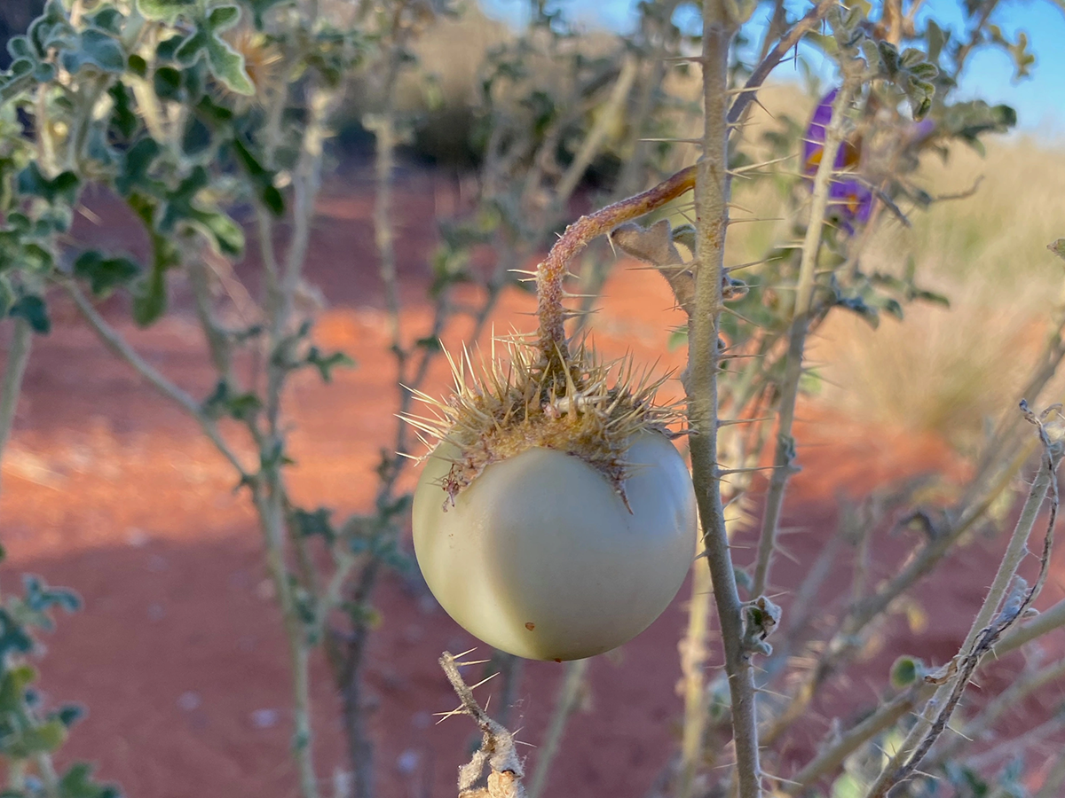 A bush tomato