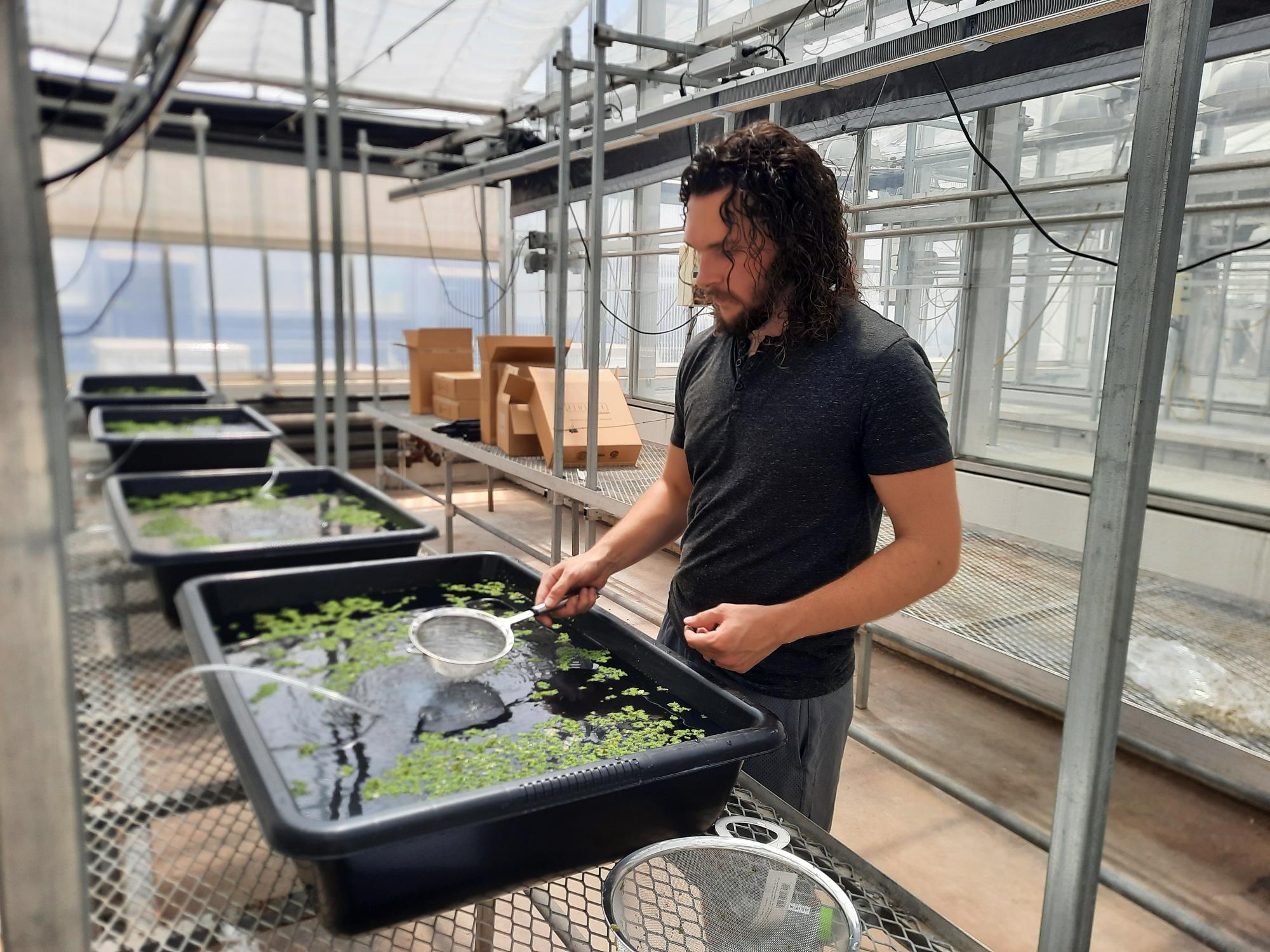 researcher with water fern