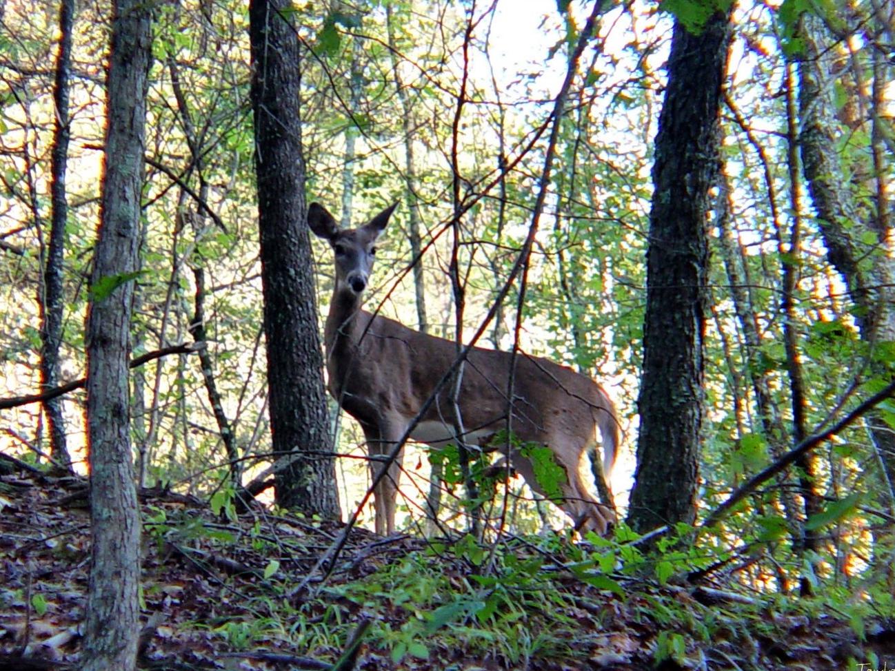 deer on mountain
