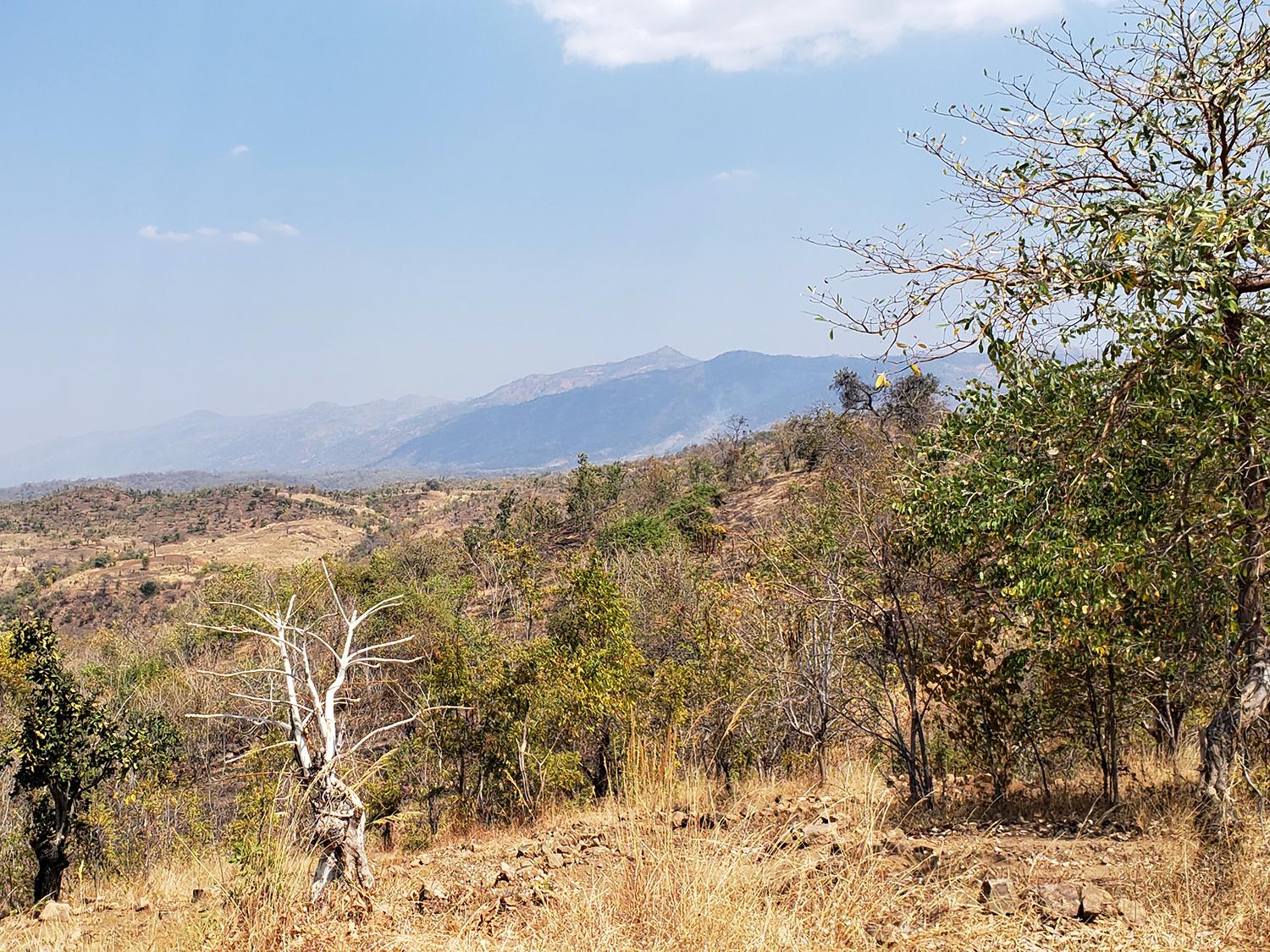 Miombo woodland