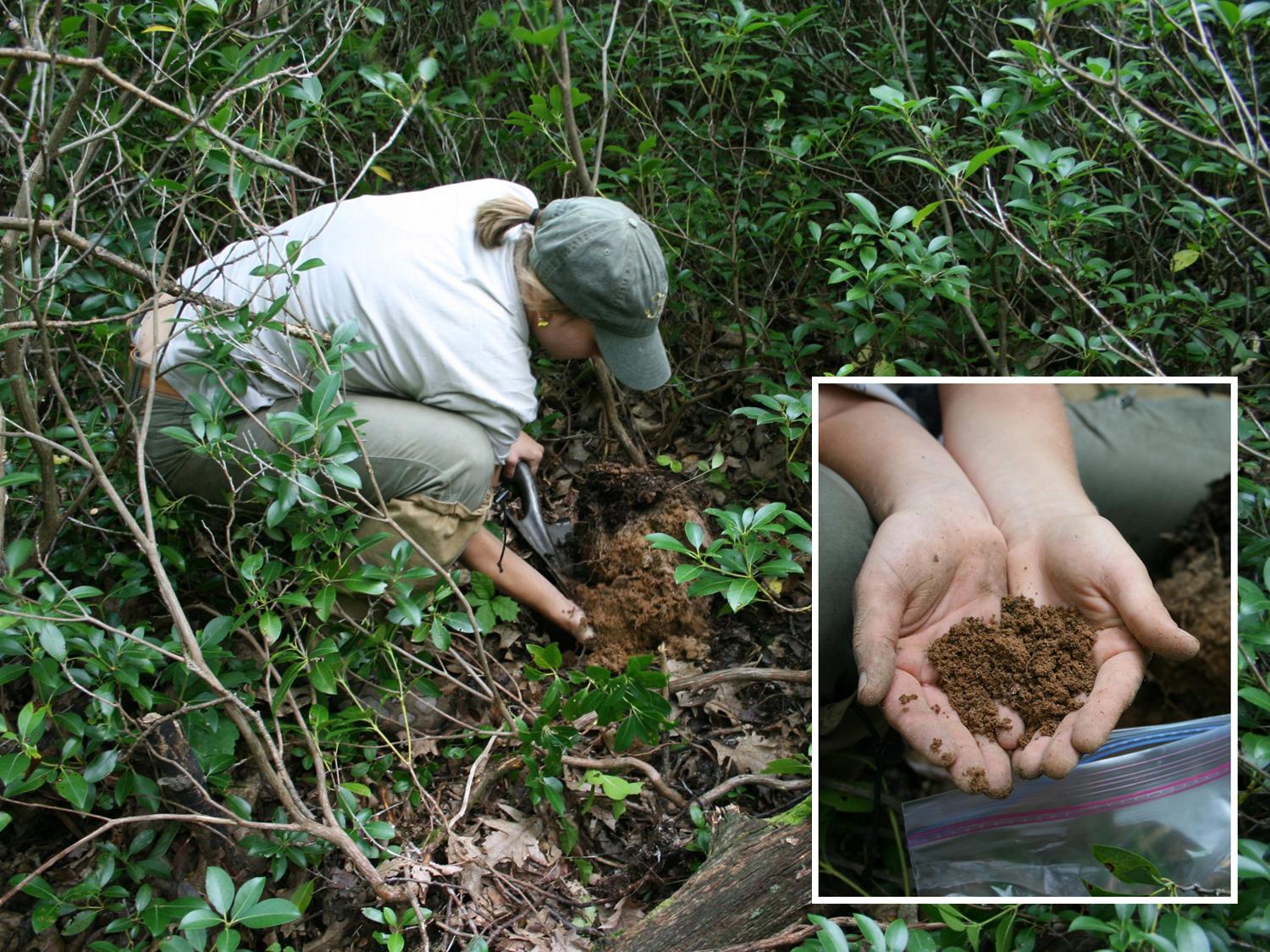 Person digging in soil, inset image shows soil in hands