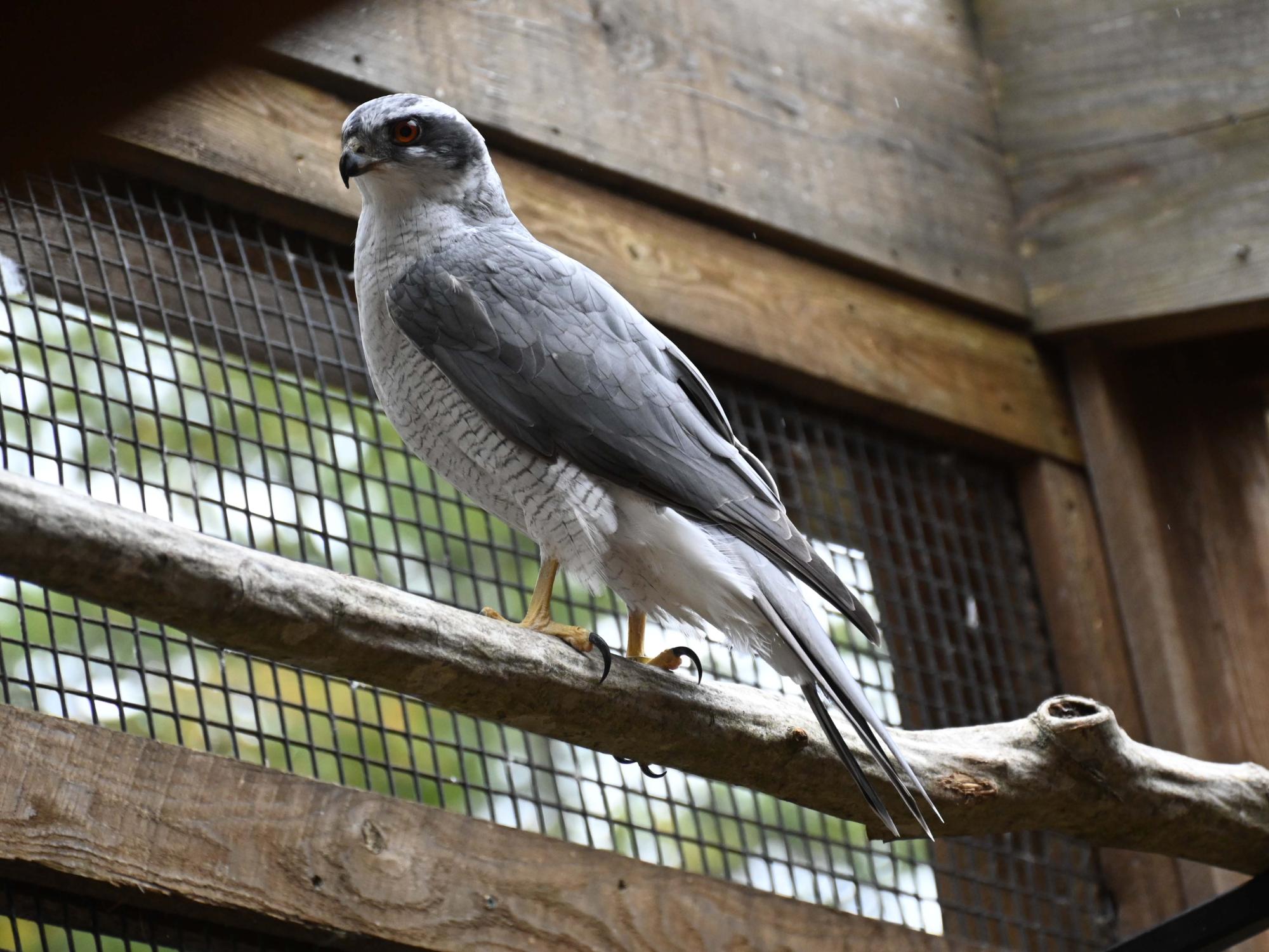 a A gray Northern goshawk with copper-colored eyes and a snowy white chest.