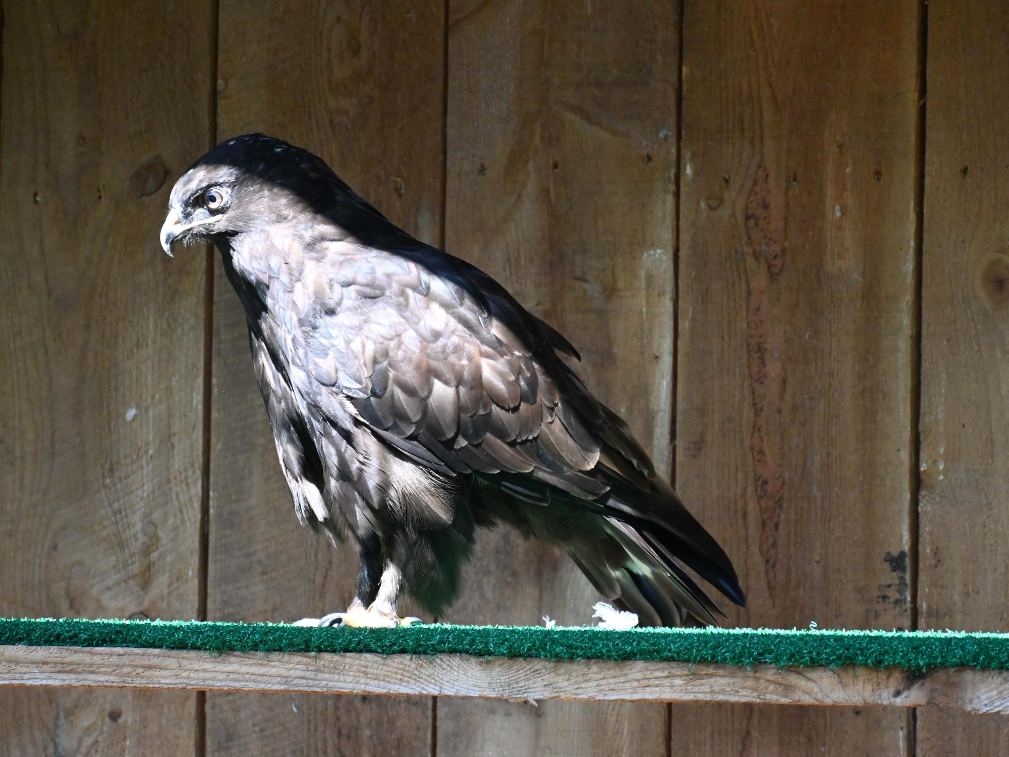 Dark morph raptor