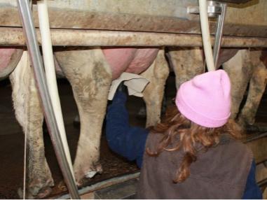with dairy cows